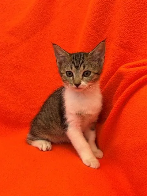 A baby medium-sized male Domestic Short Hair cat named Bug for adoption in Forney, TX