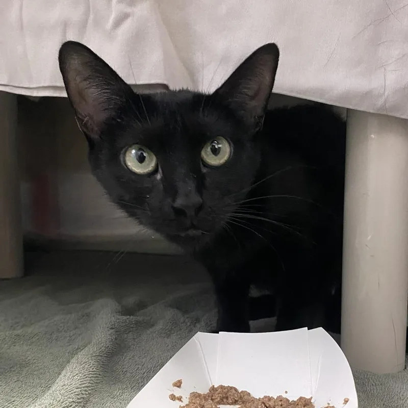An adult medium-sized female Black Domestic Short Hair cat named Black Beauty for adoption in Philadelphia, PA