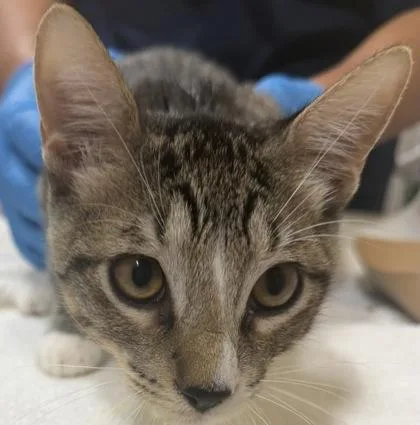 A baby small-sized male Domestic Short Hair cat named Boots for adoption in Honolulu, HI