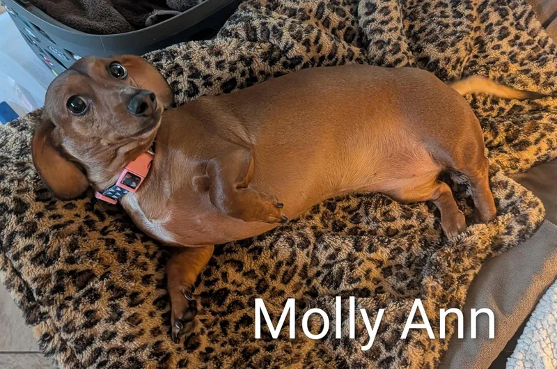 A young small-sized female Dachshund dog named Molly Ann for adoption in Sioux Falls, SD