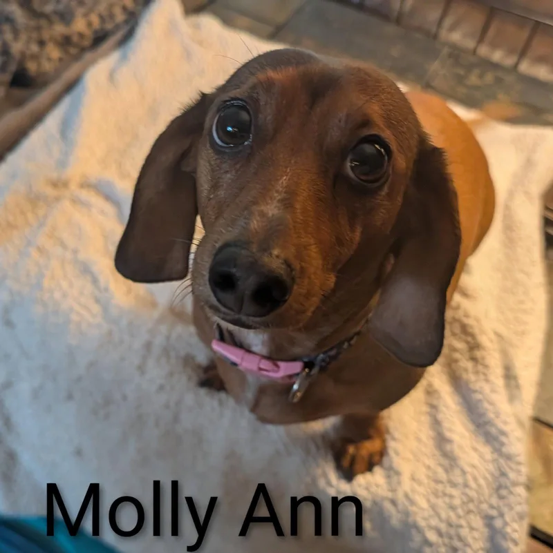 Molly Ann thumbnail 2