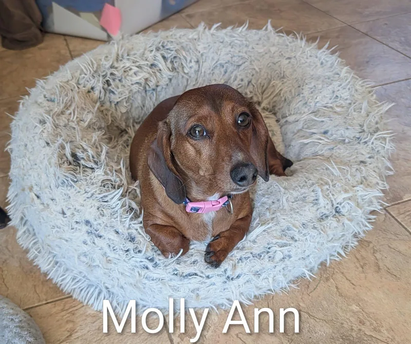 Molly Ann thumbnail 3