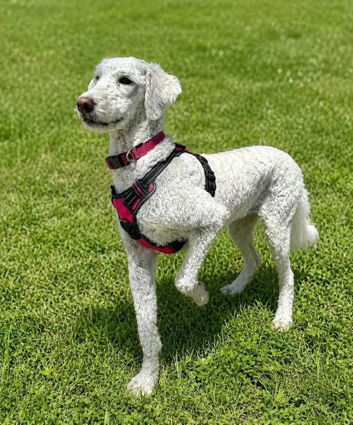 A young medium-sized female White / Cream Poodle dog named Luci for adoption in Southport, CT