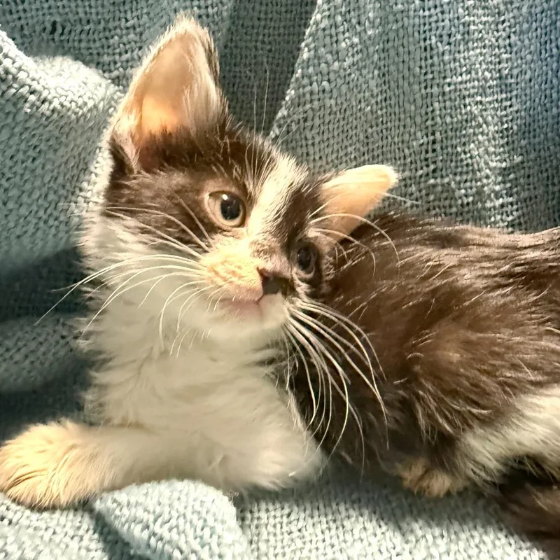 A baby medium-sized male Black & White / Tuxedo American Shorthair cat named Harry Kane for adoption in Houston, TX