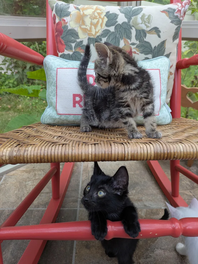A baby medium-sized female Tabby (Brown / Chocolate) Domestic Short Hair cat named Cassiopeia for adoption in Haddon Heights, NJ