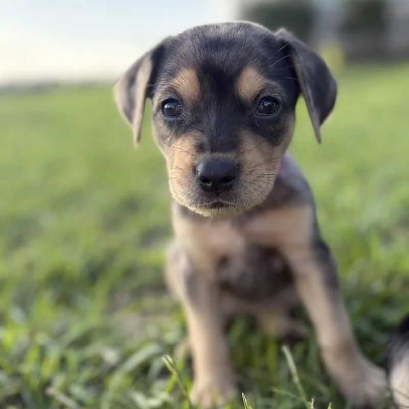 A baby small-sized female Catahoula Leopard Dog dog named Dottie fka Remy for adoption in Enterprise, AL