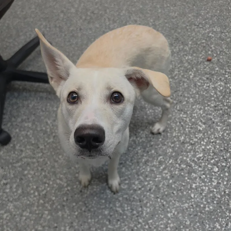 A young medium-sized female Husky dog named McDouble for adoption in Parkersburg, WV