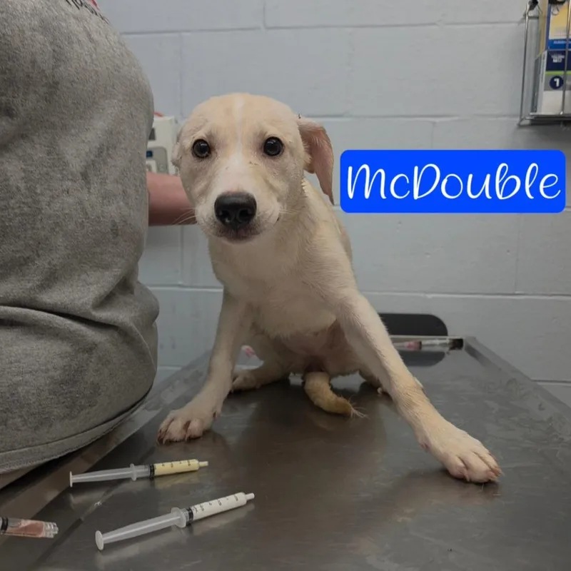 McDouble thumbnail 3
