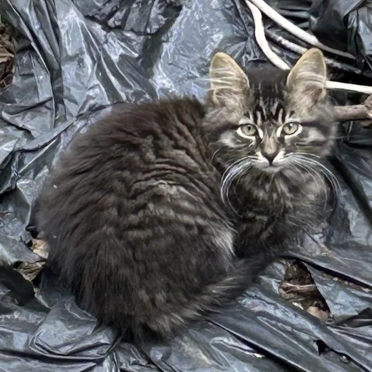 A baby small-sized male Gray / Blue / Silver Domestic Long Hair cat named Harper for adoption in Brooklyn, NY
