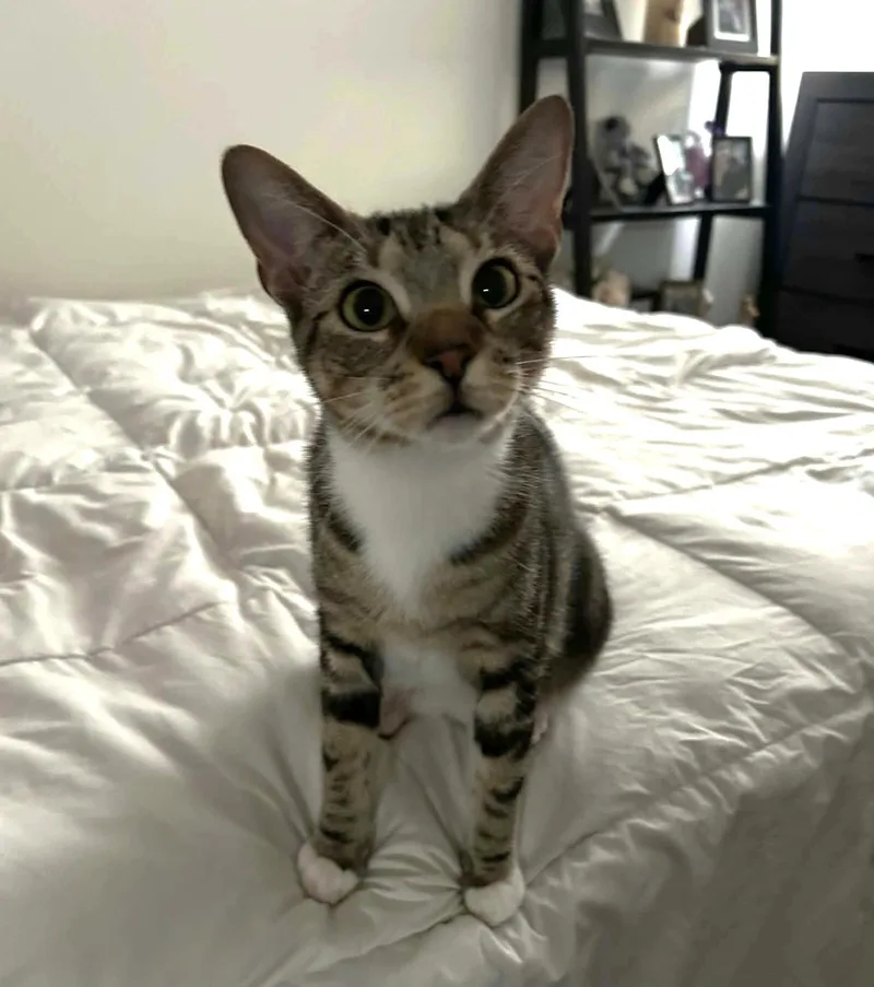 A young small-sized female Tabby cat named Zoe C Kirk for adoption in Saunderstown, RI