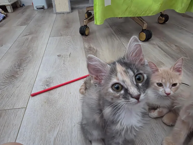 A baby small-sized female Domestic Short Hair cat named Marigold Summergarden for adoption in Chandler, AZ
