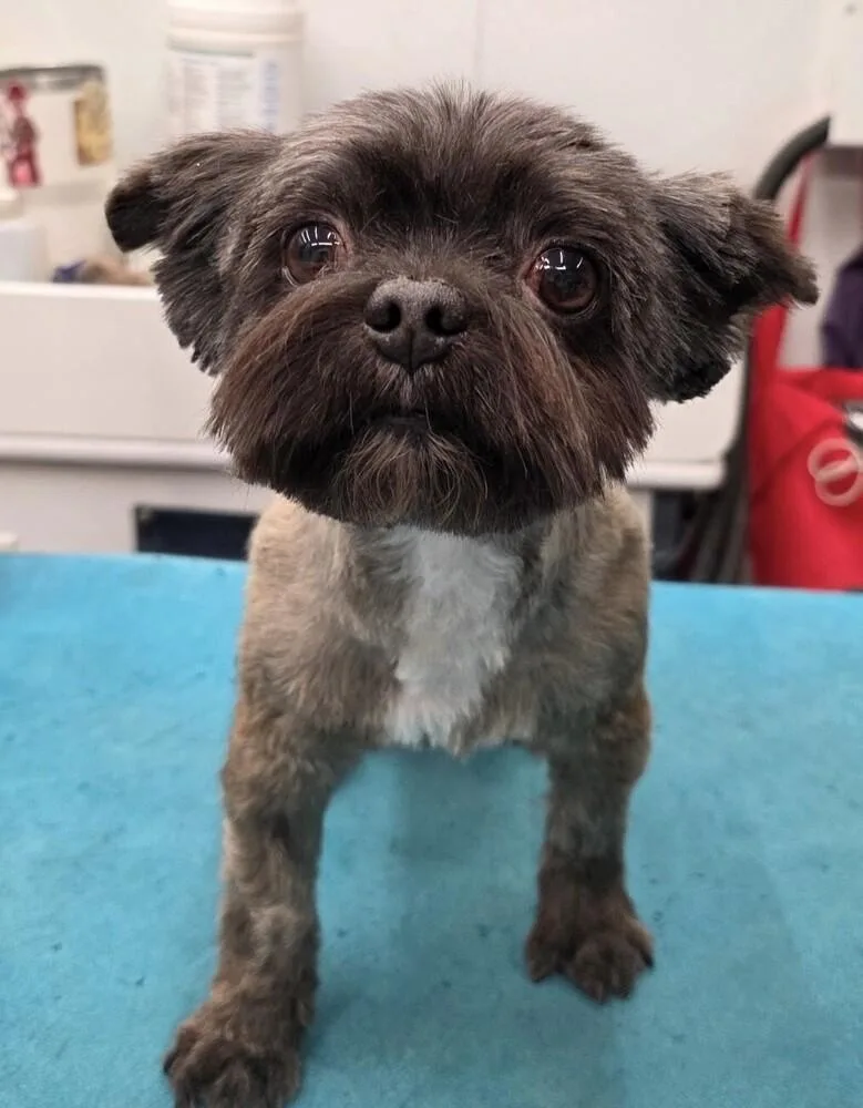 An adult small-sized male Tricolor (Brown, Black, & White) Shih Tzu dog named Dexter for adoption in Washington, DC