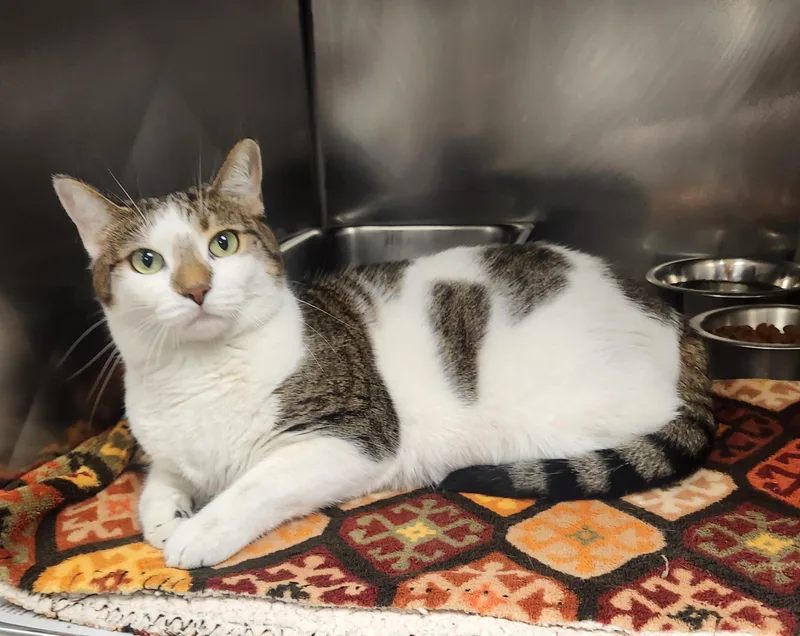 An adult medium-sized female White Domestic Short Hair cat named Honey for adoption in Clayton, NJ