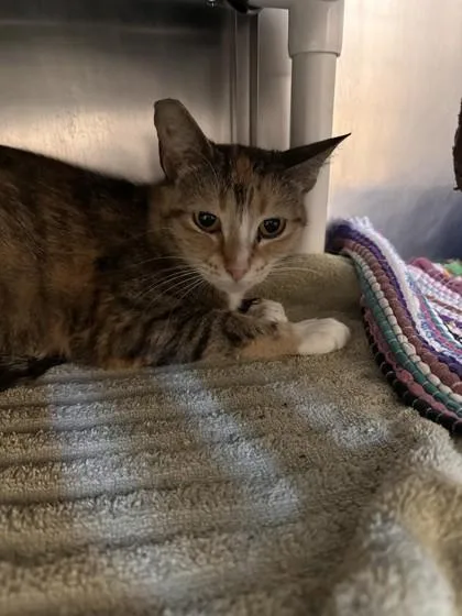 An adult small-sized female Domestic Short Hair cat named Camilla for adoption in Roseville, CA