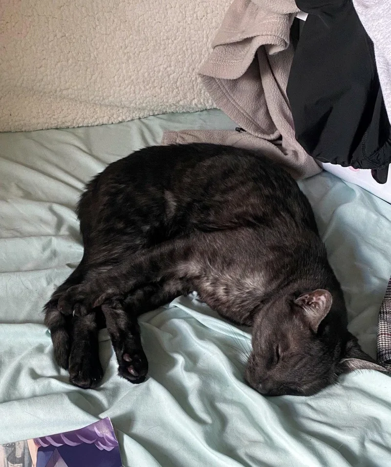 An adult medium-sized male Domestic Short Hair cat named MOCHI   Offered for adoption in Hillsboro, OR