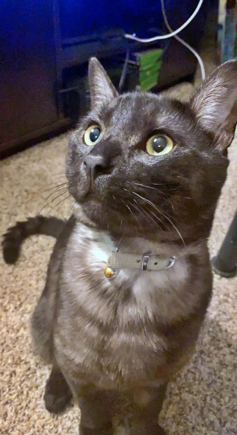 MOCHI   Offered thumbnail 3