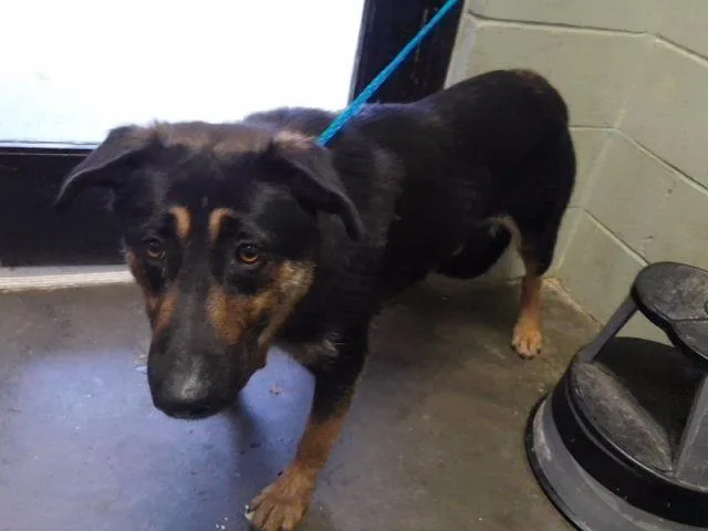 An adult large-sized male German Shepherd Dog dog named Faith for adoption in Tulsa, OK