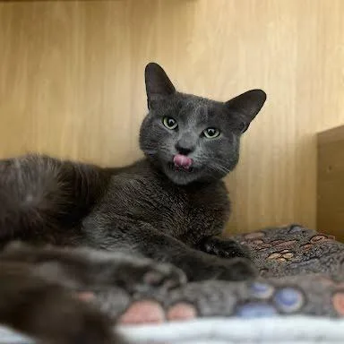 A young small-sized male Gray / Blue / Silver Domestic Short Hair cat named Wattson for adoption in Tustin, CA