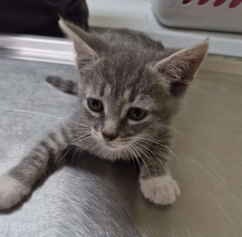 A baby medium-sized female Domestic Short Hair cat named Bijou for adoption in Christiansburg, VA