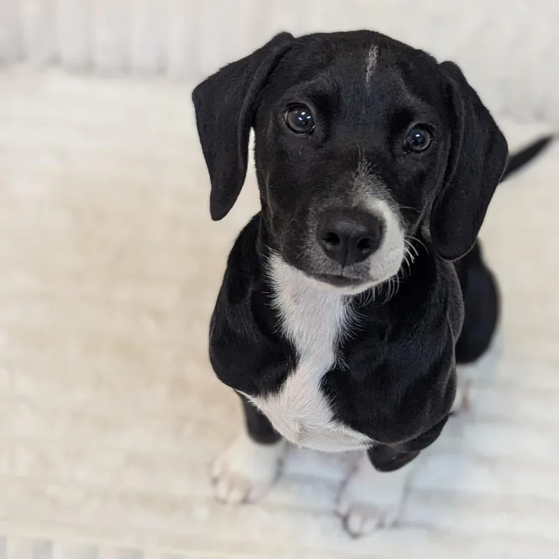 A young medium-sized male Beagle dog named Snoop for adoption in Fenton, MI