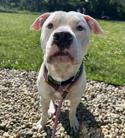 A young large-sized male White / Cream Pit Bull Terrier dog named Trooper for adoption in Cleveland, OH