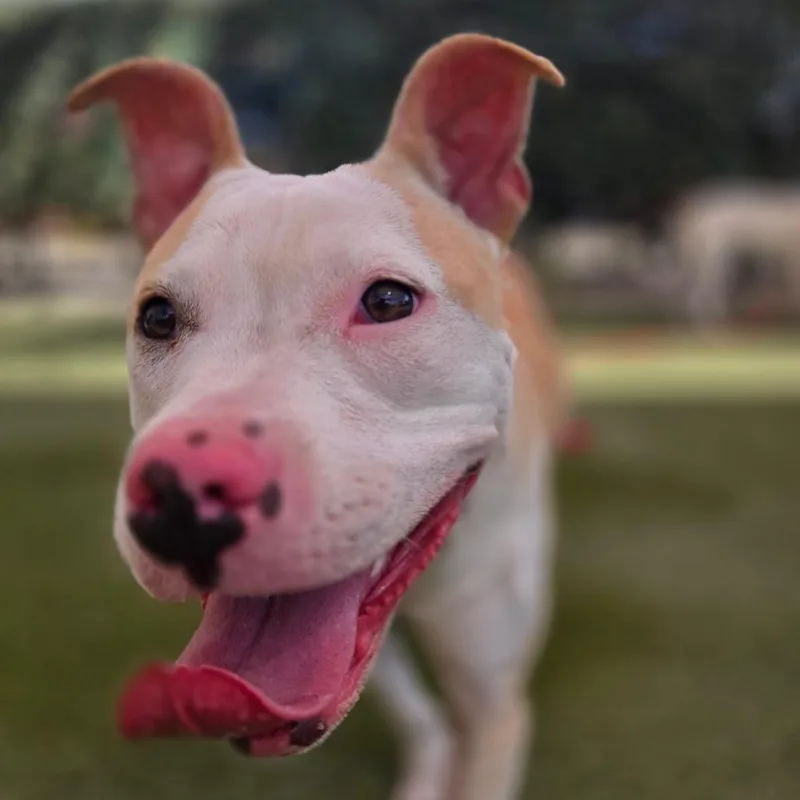 A young medium-sized female Yellow / Tan / Blond / Fawn Pit Bull Terrier dog named Posey for adoption in Albuquerque, NM