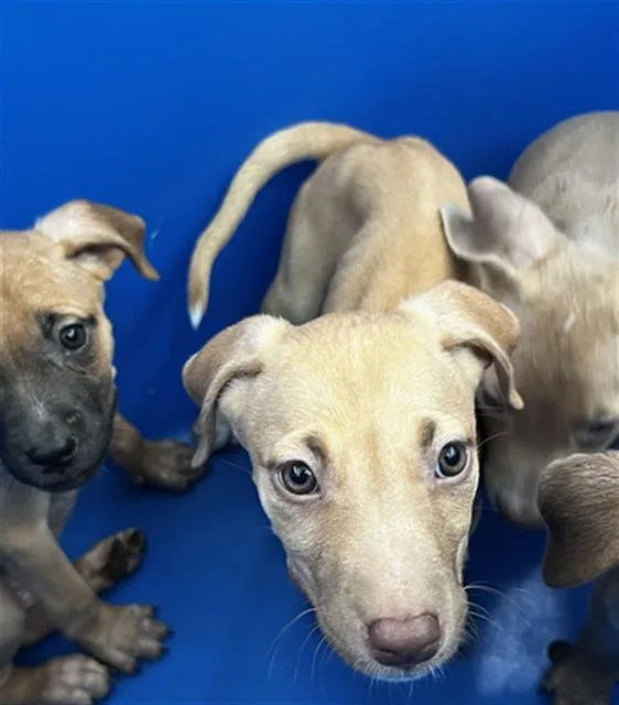 A baby large-sized female Mixed Breed dog named Pearl for adoption in Dallas, TX