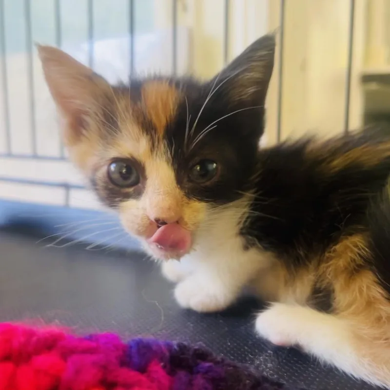 A baby small-sized female Calico Domestic Short Hair cat named Rose for adoption in Pahoa, HI