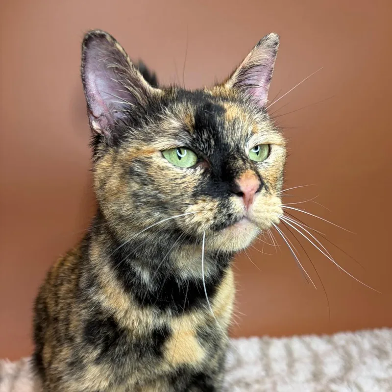 An adult medium-sized female Tortoiseshell Domestic Short Hair cat named Princess Bubblegum for adoption in San Antonio, TX