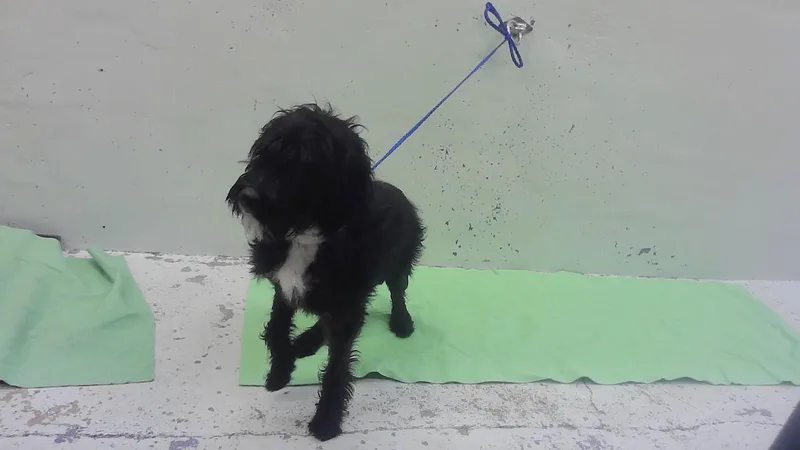 A baby small-sized male Labrador Retriever dog named Monty for adoption in Houston, TX