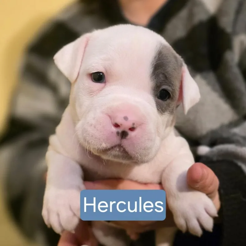 Hercules Stardust  Local