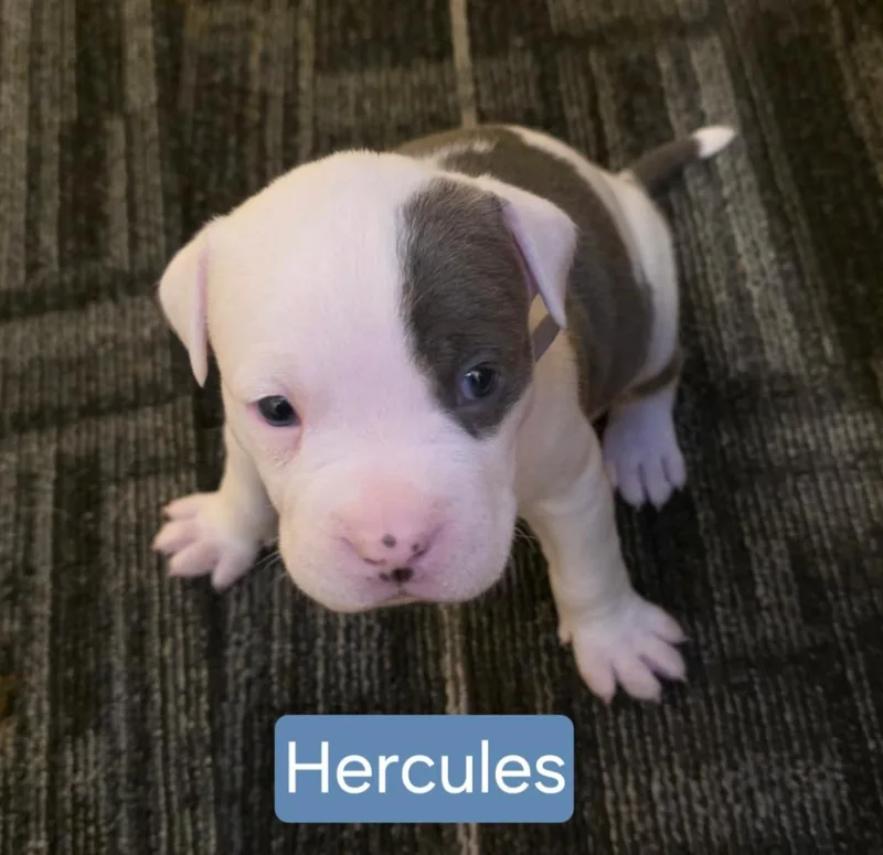 Hercules Stardust  Local thumbnail 3