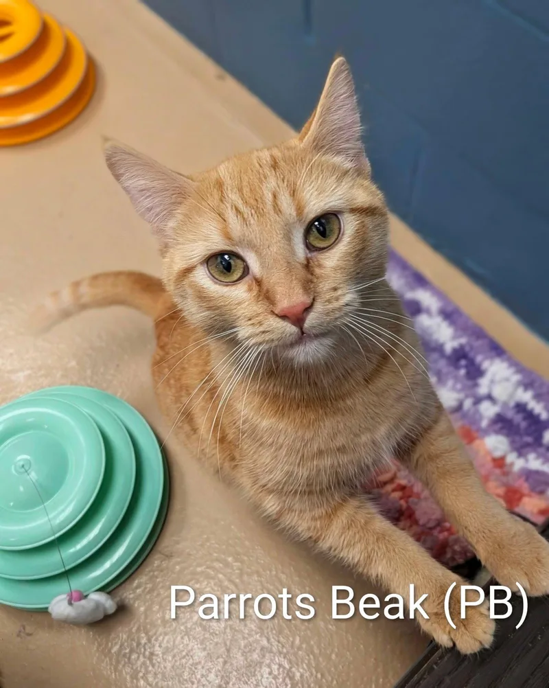An adult medium-sized female Orange / Red Domestic Short Hair cat named Parrot's Beak for adoption in Lake Saint Louis, MO
