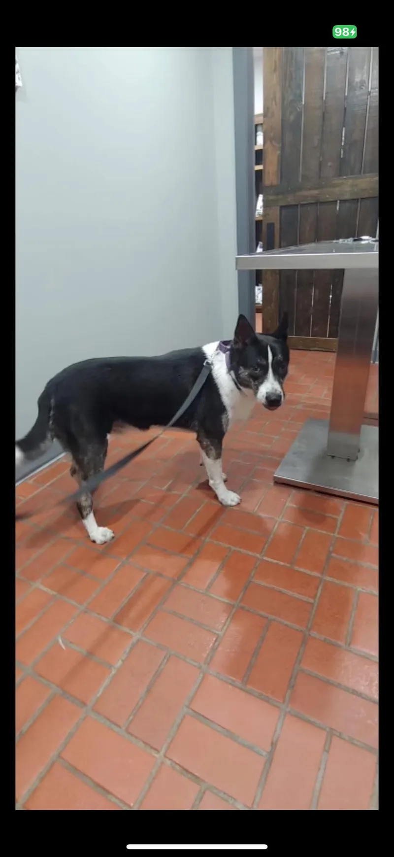 Elmo Dog & Kid thumbnail 3