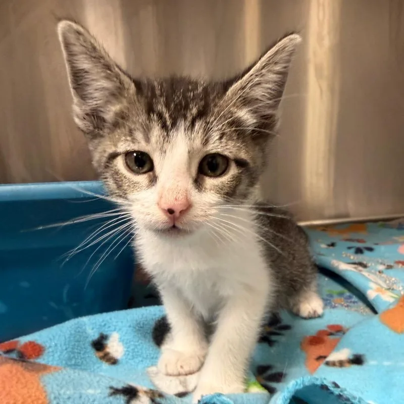 A baby small-sized male Brown / Chocolate Domestic Short Hair cat named Gangle for adoption in Bryan, TX