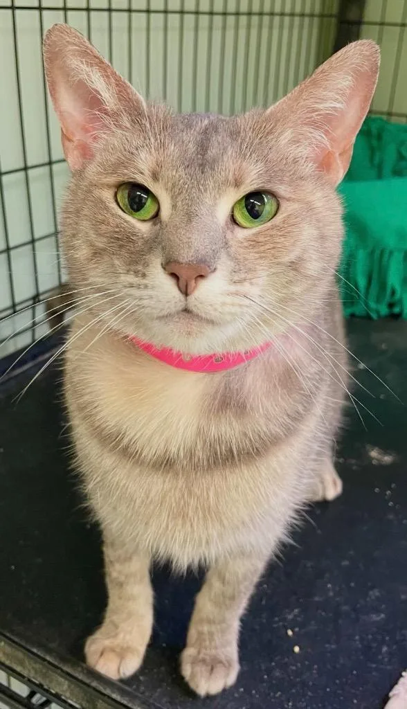 A young medium-sized female Domestic Short Hair cat named Molly for adoption in Muskegon, MI