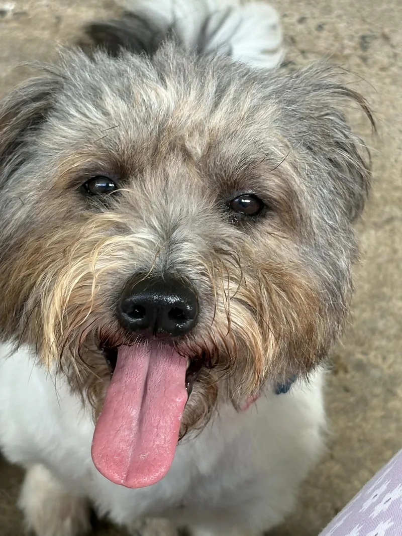 An adult medium-sized female Shih Tzu dog named Lunna for adoption in Warren, NJ