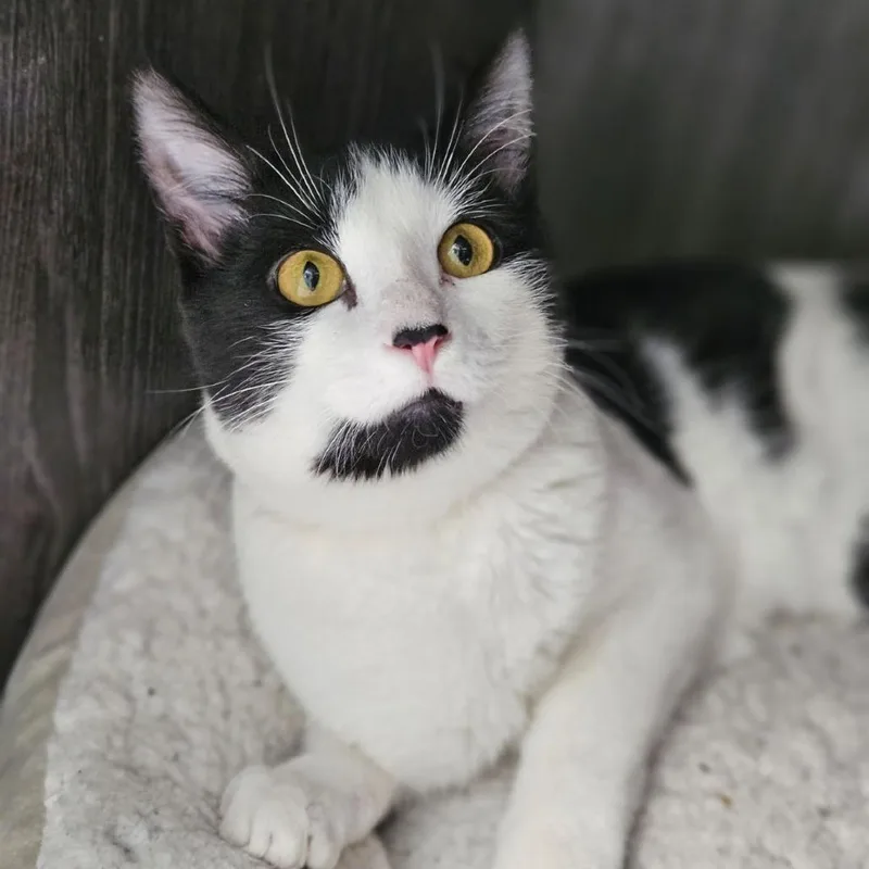 A young medium-sized male White Domestic Short Hair cat named Arlo for adoption in Lakewood, CO