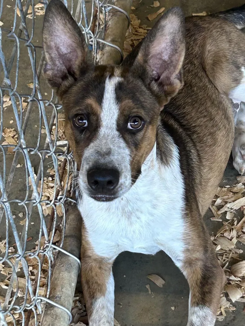 A baby medium-sized male Australian Cattle Dog / Blue Heeler dog named Barkley for adoption in Okolona, MS