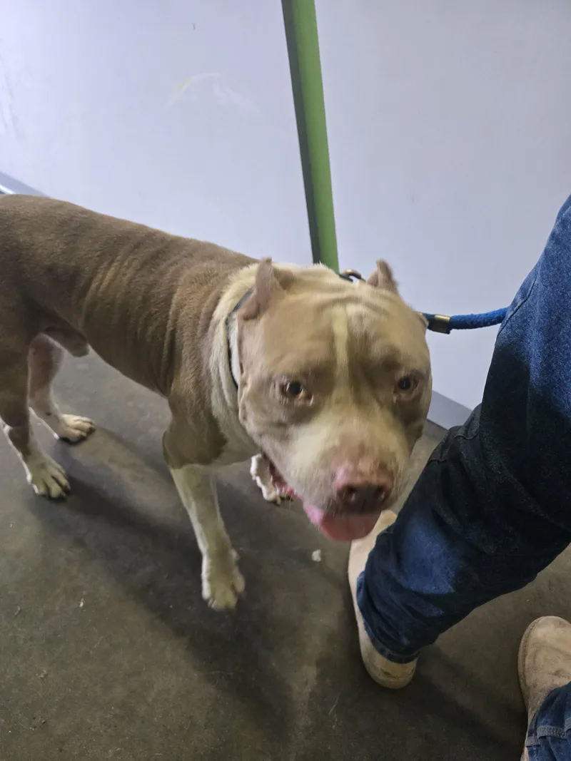 An adult large-sized male Pit Bull Terrier dog named Bruno for adoption in Los Angeles, CA