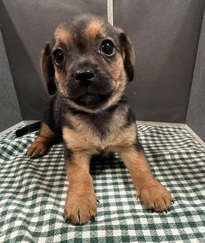 A baby small-sized male Mixed Breed dog named Neptune for adoption in Pleasanton, CA