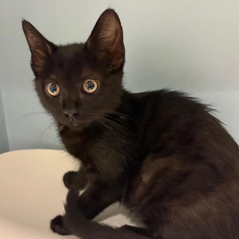 A baby small-sized female Black Domestic Short Hair cat named Purpule for adoption in Chattanooga, TN