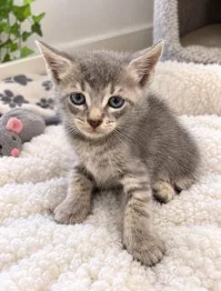 A baby small-sized male Domestic Short Hair cat named Sirius for adoption in Miami, FL