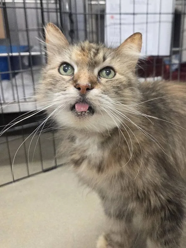 A senior medium-sized female Domestic Medium Hair cat named Rhonda for adoption in Millersville, MD