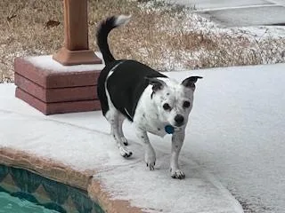 Patty & Shadow thumbnail 2