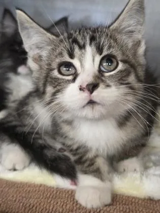 A baby small-sized male Domestic Short Hair cat named Bison for adoption in Munster, IN