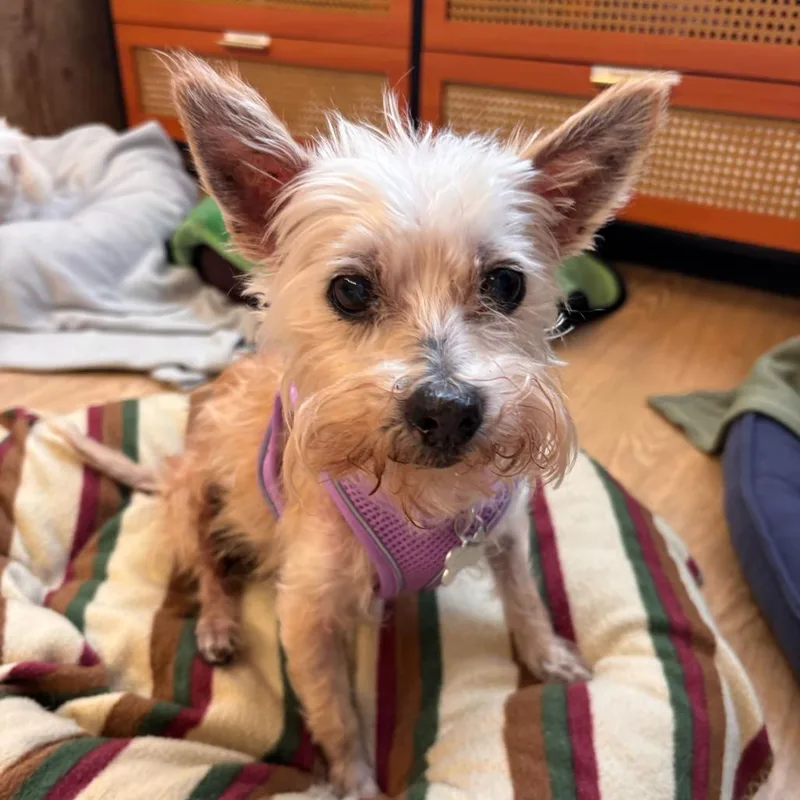 A senior small-sized female White / Cream Norwich Terrier dog named Beach Bum for adoption in San Francisco, CA