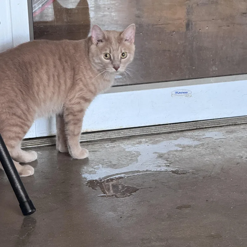 An adult medium-sized male American Bobtail cat named Honeybun for adoption in Greensboro, AL