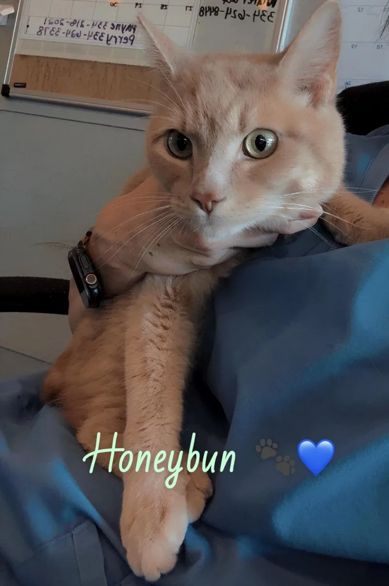 Honeybun thumbnail 2