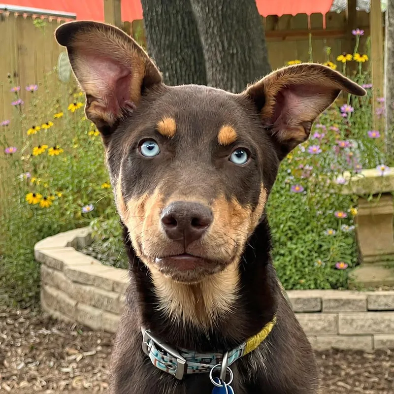 A baby medium-sized male Brown / Chocolate Doberman Pinscher dog named Fritz for adoption in Boerne, TX